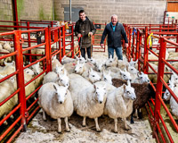 1 First Prize Pen of South Country Cheviots f rom James Smith - The Burrows sold for 87